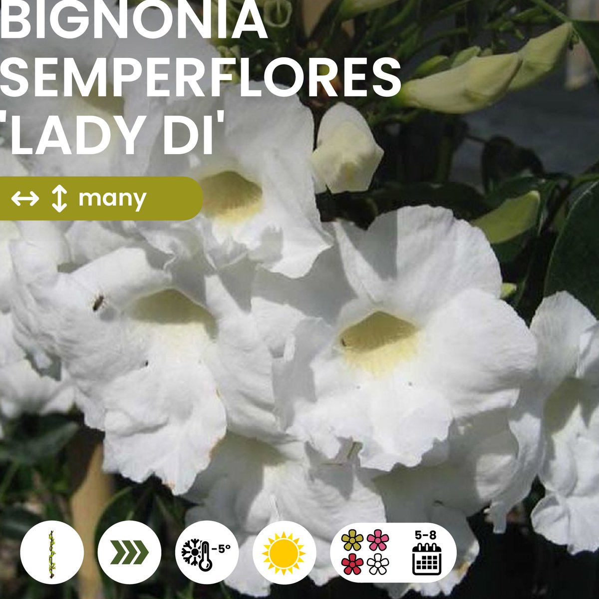 vivaimgf's tweet photo. Rampicante con foglie sempreverdi e di colore verde lucido. La fioritura va dalla primavera all'estate, con fiori bianchi dalla gola rosa-rossa.

Scopri di più--> https://t.co/o3JT7puFjH
#VivaiMGF
#MGFpiante
Pagina giardini @giardinimgf https://t.co/oESuX4PuGr