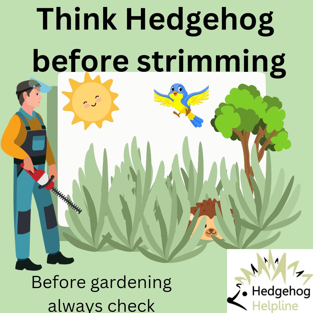 hedgehoghelplin's tweet photo. The number of hedgehogs losing their lives to strimmer injuries this year is highly concerning. 
We are seeing the front &amp; rear legs amputated. Please check before you strim  or choose the option to simply not strim! 
#hedgehogs https://t.co/1sLjOq0HRl