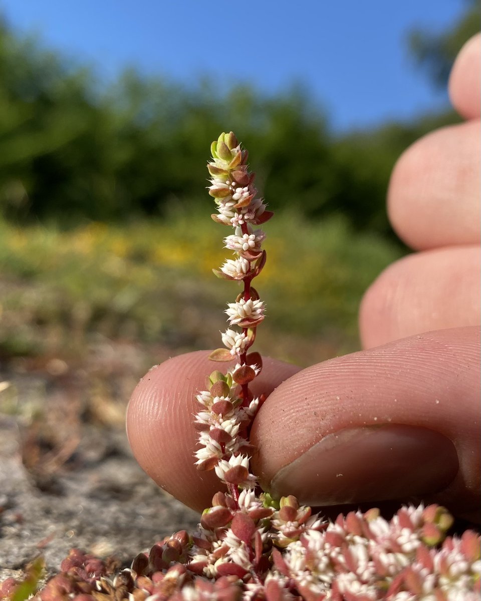 One of the (many!) little green beings I’ve come across while plant hunting here at @RSPBArne is this Coral-necklace (Illecebrum verticillatum), a rare treasure with a perfect name 👌 Isn’t that just the perfect floral necklace? SO special to see it here, what a treat!!