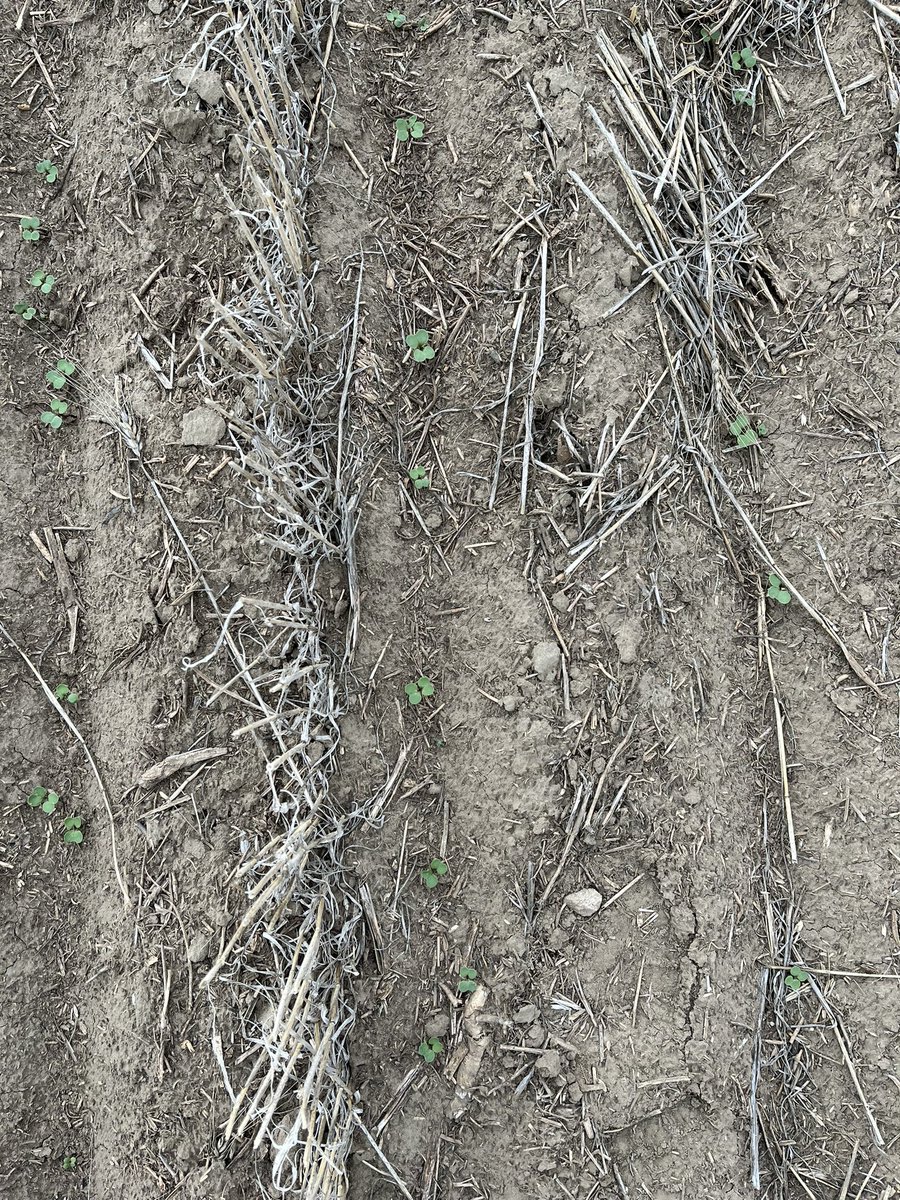 Scouting #Pelta treated canola with <a href="/jocelyncoutts/">Jocelyn Coutts</a> south of Eston,Sk.  
8 days after seeding and this crop is emerging with an even, uniform stand. Best part is, we got caught in the rain! 🌱🌧️ 
#Scout23 #Peltasizemyseed #HelixSaltro <a href="/syngentacanada/">Syngenta Canada</a>