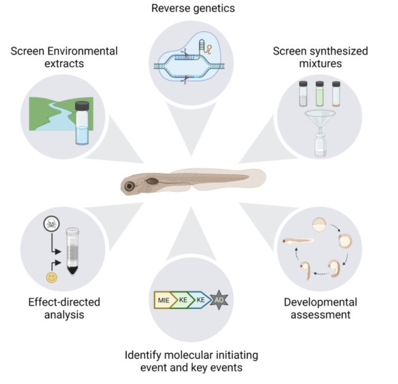OSU_EHSC's tweet image. 📣New Paper.  Advances in PAH mixture toxicology enabled by zebrafish. Recent work in zebrafish has made it clear that while PAHs belong to the same chemical class, their modes of action can be divergent.

(#openaccess): ow.ly/nGrt50OlXBe 

#oregonstate  #zebrafish