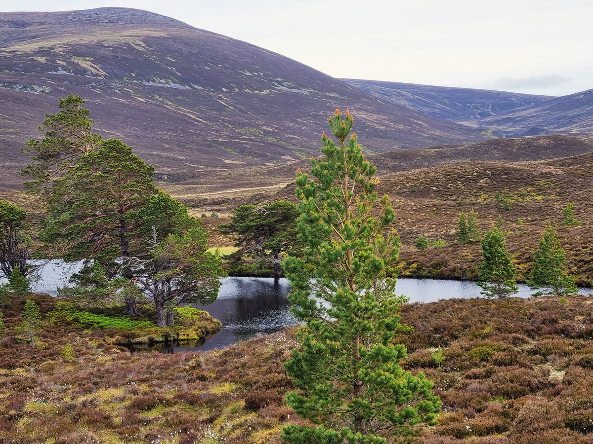 Colours of the Scottish Highlands #scotlandisnow #thursdayvibes #outdoors #heather #trees