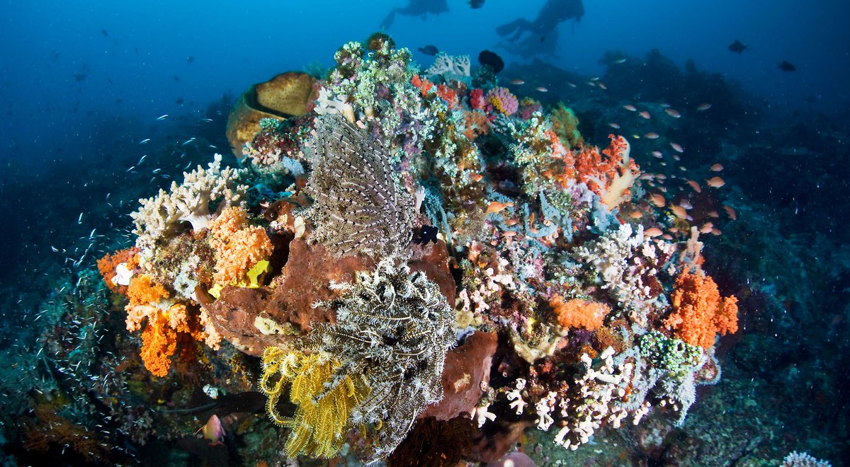 Did you know that corals are animals and that they use photosynthesis to make their food?  Learn more about coral reefs and test your knowledge with Nature Lab’s Kahoot!

Photo: © Ethan Daniels 
nature.ly/45Etw4r