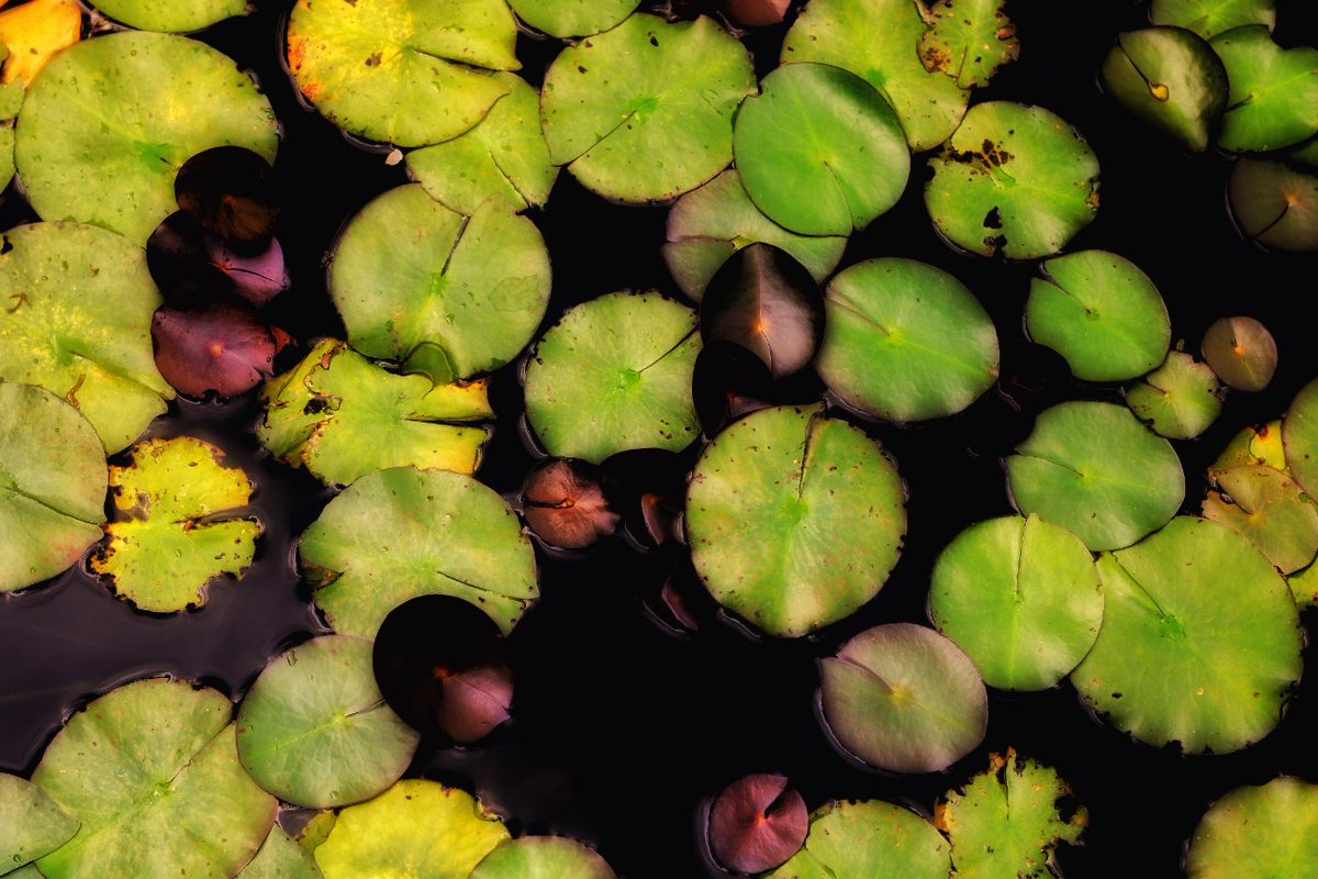 #DarkLilyPads #WaterReflections #NaturePhotography #MysteriousBeauty #WaterGarden #NightScenes #AquaticWonder #LilyPadDreams #ShadowyWaters #NatureInDarkness #NighttimeBeauty #EnigmaticFlora #MoonlitLilies #WaterSilhouette #EerieElegance #NighttimeNaturals