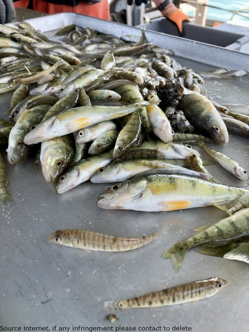 We trawled #LakeStClair to catch forage species and found Yellow Perch as the majority, with Spottail Shiner, Rainbow Smelt, and Logperch also common. Our spring trawls provide valuable data for Great Lakes science. #GreatLakesSci #Reptiles