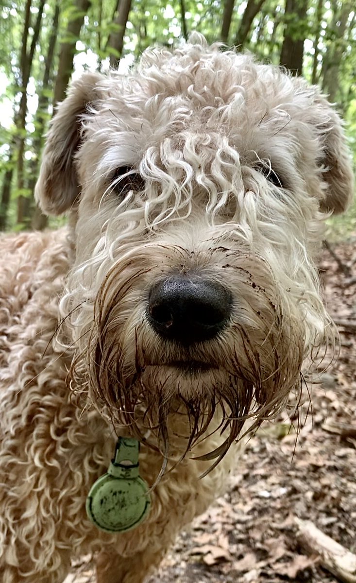 Oh. Hey. No judging!  Everyone has a lil dirt on them.  Makes life fun!
#wheatenterrier #dirtydog #dogsoftwitter