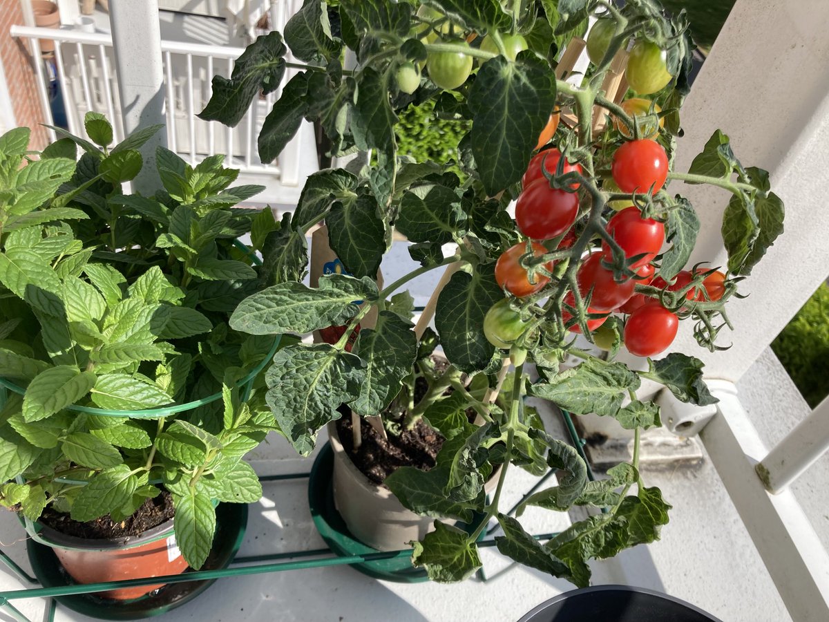 PhilipH12209709's tweet image. To UK #Embassador #HighPriest #raelians @gl3nnc4rt3r @OfficialALW @OfficialRUG to answer to #TrueStory #Jerusalem new #England like #song vitamin C is a powerful word #mantra @HeinzUK #Tomato #heinz #soup grow plants like @KrisBlackRose #Geneva love respect for fruit or vegetable