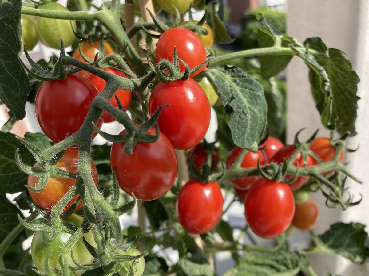 PhilipH12209709's tweet image. To UK #Embassador #HighPriest #raelians @gl3nnc4rt3r @OfficialALW @OfficialRUG to answer to #TrueStory #Jerusalem new #England like #song vitamin C is a powerful word #mantra @HeinzUK #Tomato #heinz #soup grow plants like @KrisBlackRose #Geneva love respect for fruit or vegetable