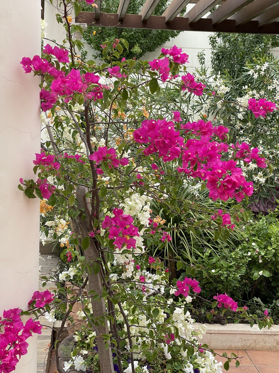 Brighter colors after rain. #garden #GardenersWorld #gardening #flowers #summer #bougainvillea #paperflower #pink