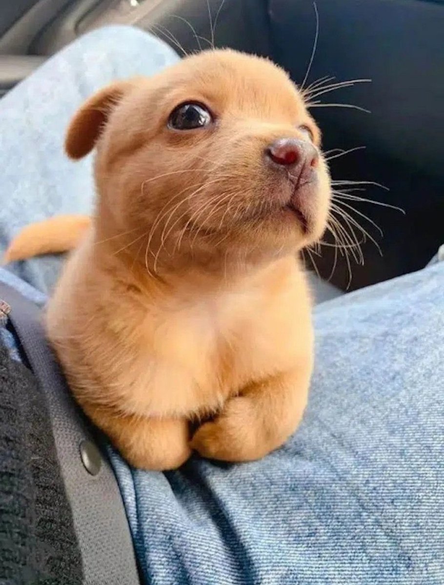 𝓓𝓸𝓰𝓰𝓸 𝓓𝓮𝓵𝓲𝓰𝓱𝓽 🐶 (@petpalsunite) on Twitter photo 