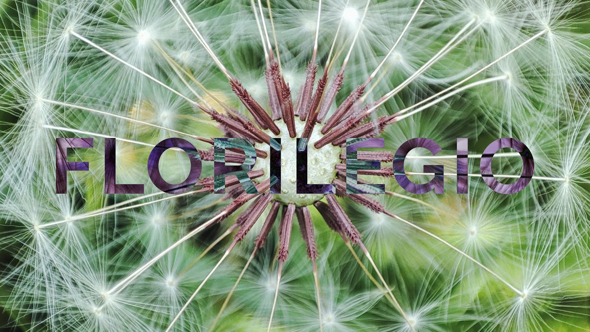 florilegioblog's tweet photo. |||-⋆⁺₊⋆ ☀︎ ⋆⁺₊⋆-||| Here comes our new mixtape for Free Form Freakout KMSU  |||-⋆⁺₊⋆ ☀︎ ⋆⁺₊⋆-|||
https://t.co/NTJOyVOkAZ
w/@nesaazadikhah @LinaFilipovich @martynabasta @clairerousay @haepaary @midori_hirano @YaraMekawei &amp; more https://t.co/yxyRU0tRai