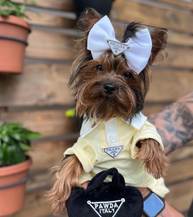 Puppy Cake tweet media