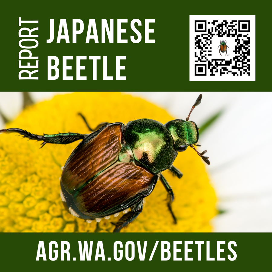 WSDAgov's tweet photo. Japanese beetles should begin emerging soon. While we are attempting to eradicate them from #Yakima and #Benton counties, they could pop up in other locations. If you spot one, take a picture and report at https://t.co/881LU8arHh https://t.co/v66ZwRsIt8