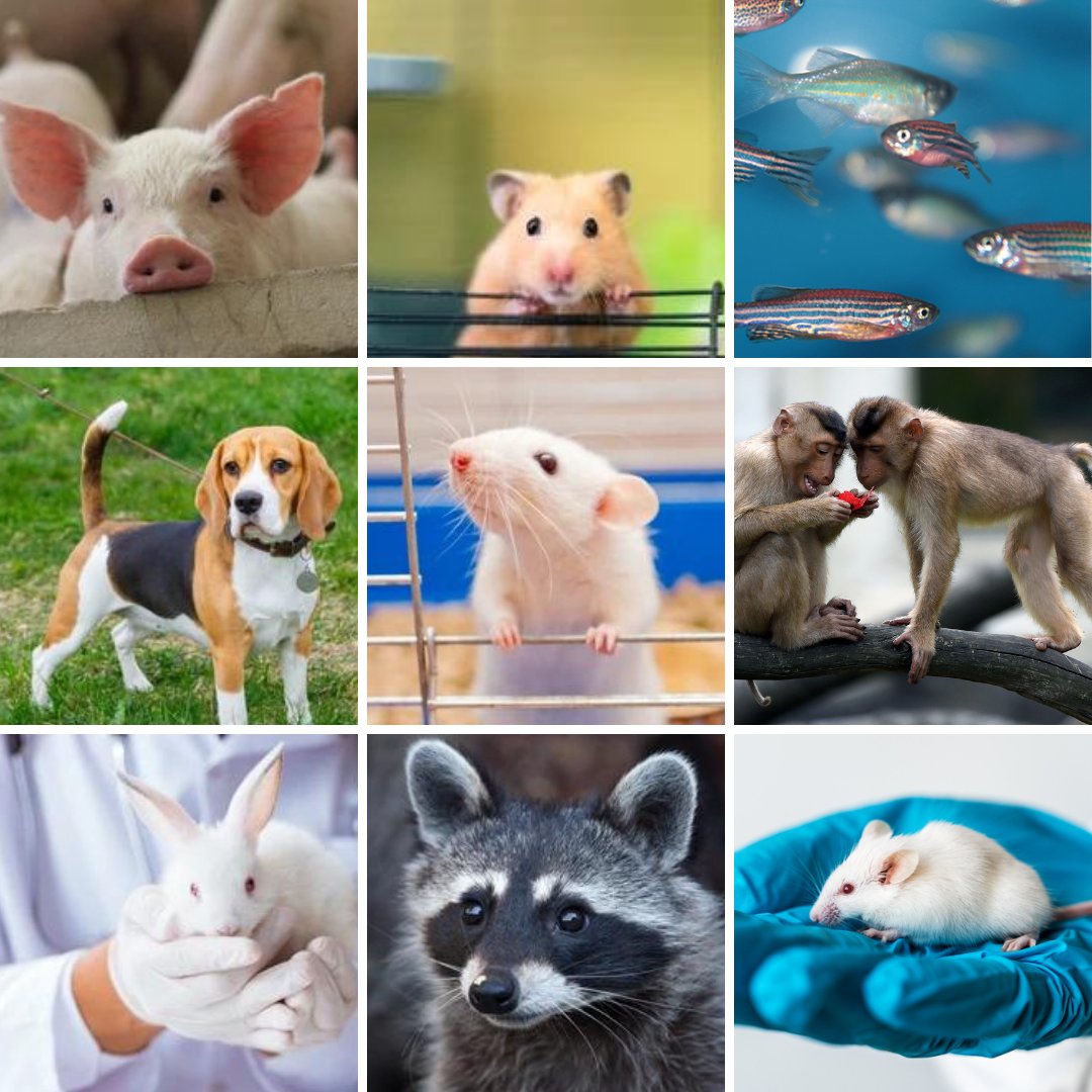 Did you know we provide refinement resources for 10+ different species? These range from common laboratory rodents, to wildlife and zebrafish. Check out all of our species-specific refinement resources at na3rsc.org/resources/#Ref…