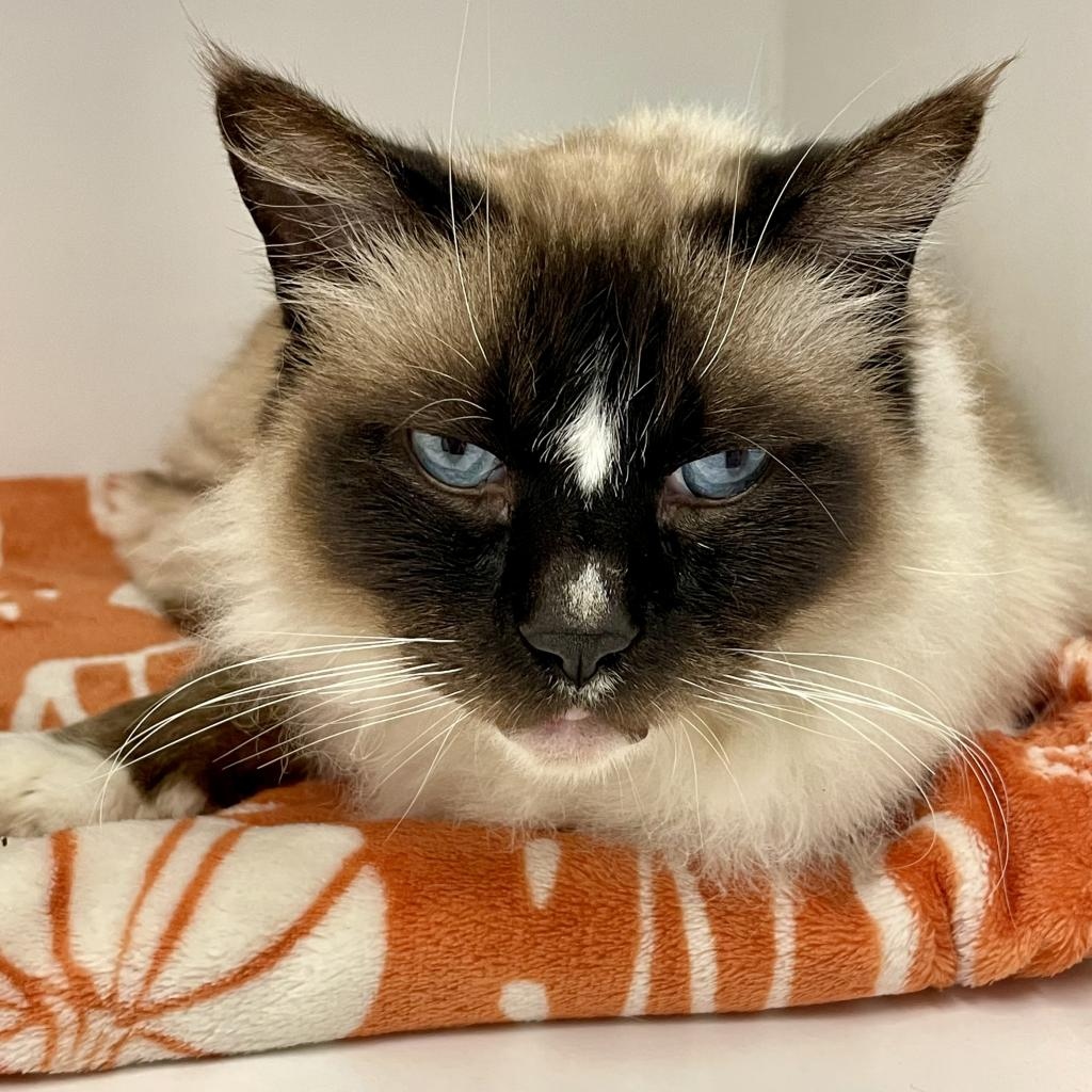 Meet Sugarbee! Sugarbee is a super sweet 8-year-old Ragdoll. His amazing looks match his wonderful personality. Sugarbee would fit in with any family as long as he is loved and given plenty of belly rubs and treats. Come meet him today!
tinyurl.com/4r8379m5