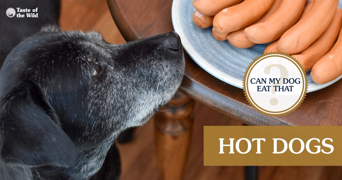 Can your dog eat hot dogs? 🌭 (The processed meat product, NOT the wiener dog in case you were confused.) Visit our blog to find out! totw.pet/can-dogs-eat-h…