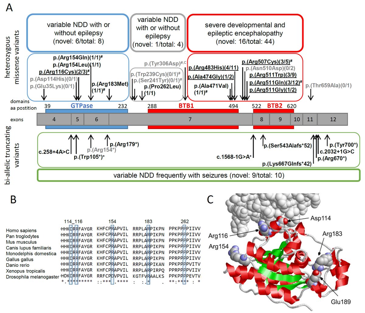 GIMJournal's tweet image. Expanding the clinical and molecular spectrum of RHOBTB2 related disorders #epilepsy #intellectualdisability #movementdisorder bit.ly/43gqn9u