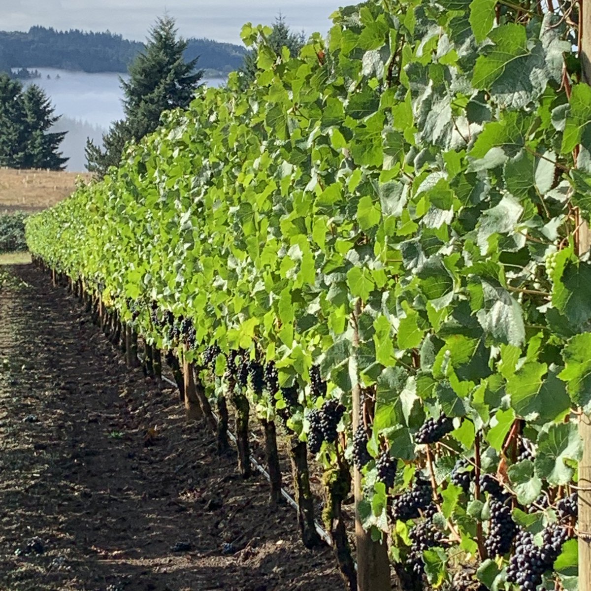 Ever wonder, "What is this weather doing to the Pinot Noir?"
You're not alone.  Our latest blog post discusses the importance of "when" in the growing season weather occurs and how it impacts the season's wines.

projectmwines.com/blog/what-is-t…

 #wvwines #pinotnoir #chardonnay