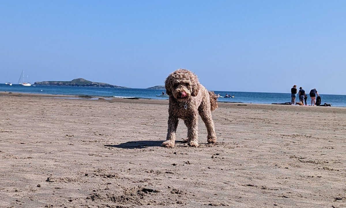 Olive rocking the giant dog look on Aberdaron beach

#northwales #aberdaron #llynpeninsula