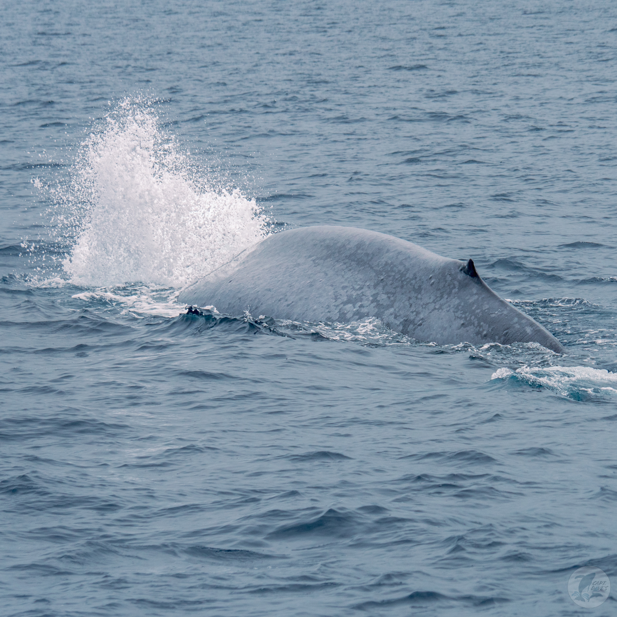 DolphinSafari's tweet image. Blue whales on every safari yesterday, with as many as 4 whales on a single trip! We also saw fin &amp;amp; minke whales, sunfish, &amp;amp; common dolphins. Could not have asked for a better way to end May! 🐳🐬 
(📷: Caitlyn Nieblas 5.31.23)
#bluewhale #whalewatching #funthingstodo #danapoint