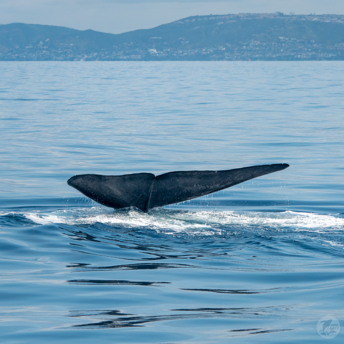 DolphinSafari's tweet image. Blue whales on every safari yesterday, with as many as 4 whales on a single trip! We also saw fin &amp;amp; minke whales, sunfish, &amp;amp; common dolphins. Could not have asked for a better way to end May! 🐳🐬 
(📷: Caitlyn Nieblas 5.31.23)
#bluewhale #whalewatching #funthingstodo #danapoint