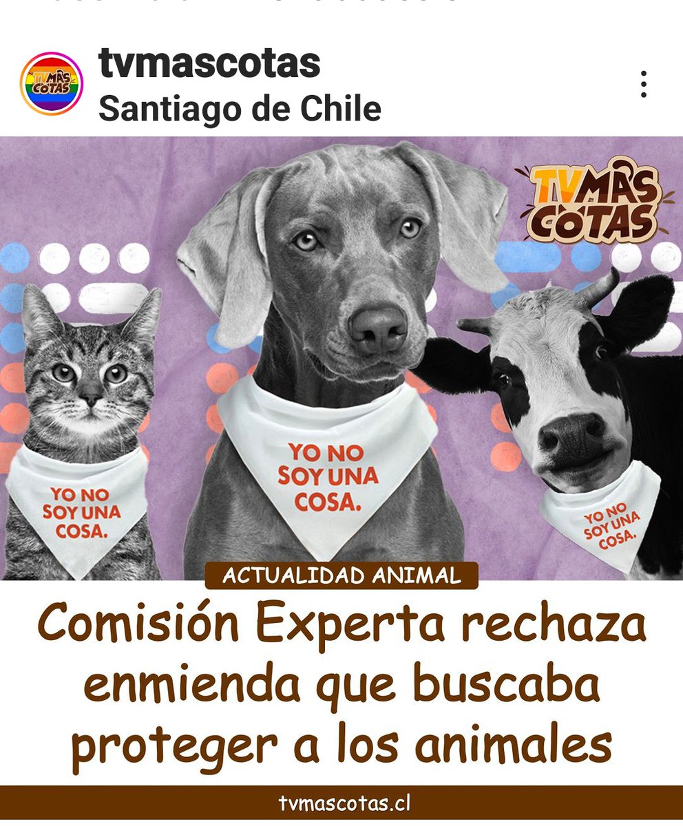 Perras Tuiteras🐾 Barrio Franklin 🇨🇱🐶🐱 tweet media