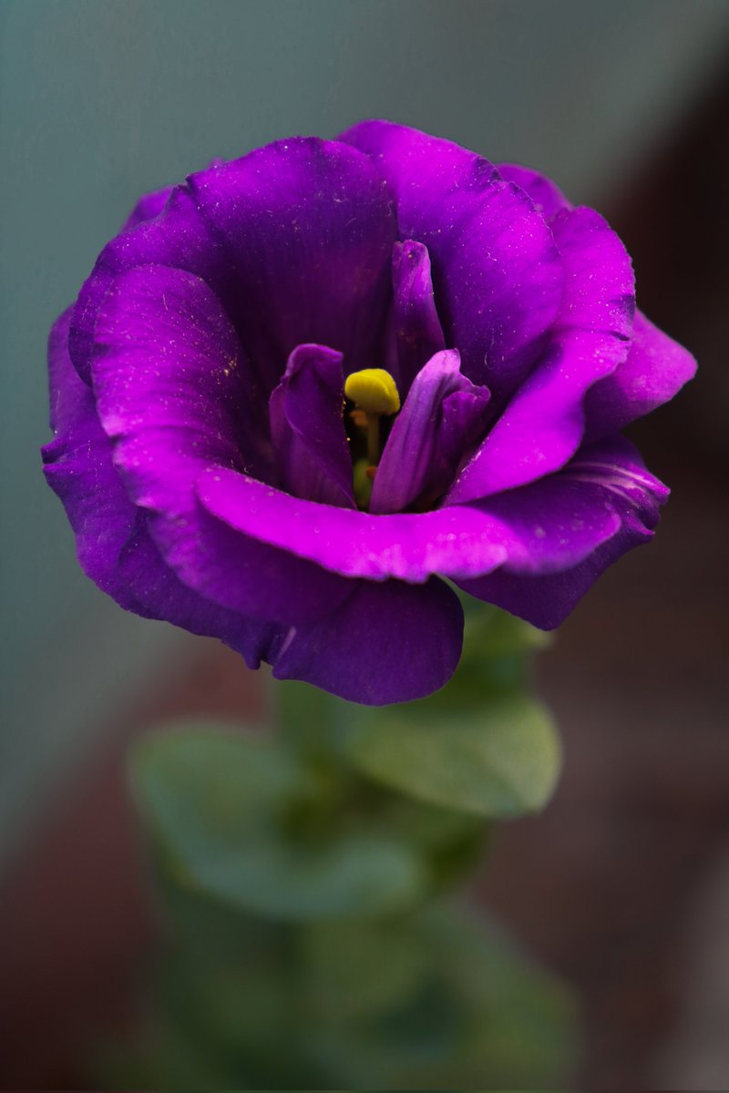 SubahChowdhury's tweet image. 𝐸𝑣𝑒𝑟𝑦𝑡ℎ𝑖𝑛𝑔 𝑖𝑠 𝑏𝑒𝑡𝑡𝑒𝑟 𝑖𝑛 𝑝𝑢𝑟𝑝𝑙𝑒 💜
#subah_chowdhury_ #FLOWERchallenge #FLOWER #nature #naturelovers #aesthetic_mood_22 #aesthetics