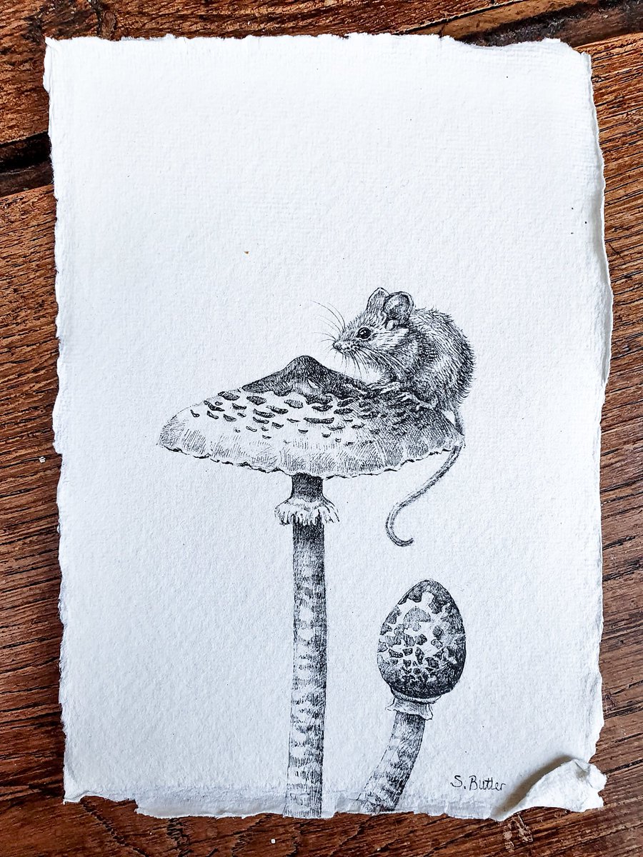 Been a little quiet but still working away in the background! 😊 This little mouse is currently for sale @A2Gallery

#fineliner #penandink #mouse #parasolmushroom #animalillustration #devonartist #drawing #illustration #britishwildlife #wildlifeartist #animalart #somersetart