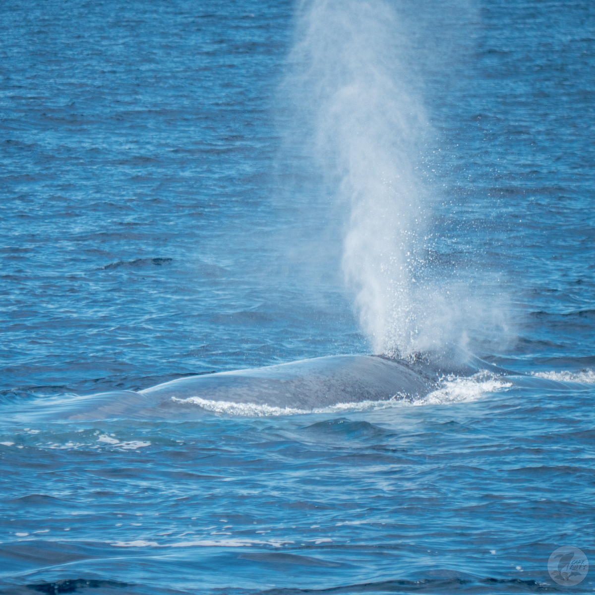 DolphinSafari's tweet image. Blue whales on every safari yesterday, with as many as 4 whales on a single trip! We also saw fin &amp;amp; minke whales, sunfish, &amp;amp; common dolphins. Could not have asked for a better way to end May! 🐳🐬 
(📷: Caitlyn Nieblas 5.31.23)
#bluewhale #whalewatching #funthingstodo #danapoint