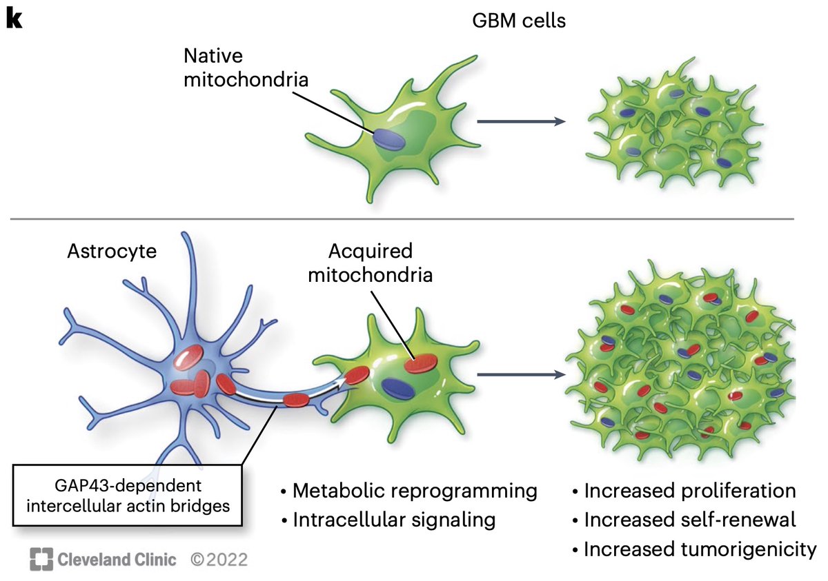 To proliferate and self-renew, cells of glioblastoma (GBM) need significantly faster metabolism than their ancestral neuronal cells, and for that, they take mitochondria from glial cells, mostly from astrocytes.  This is achieved by “hijacking” the healthy mechanism of astrocyte