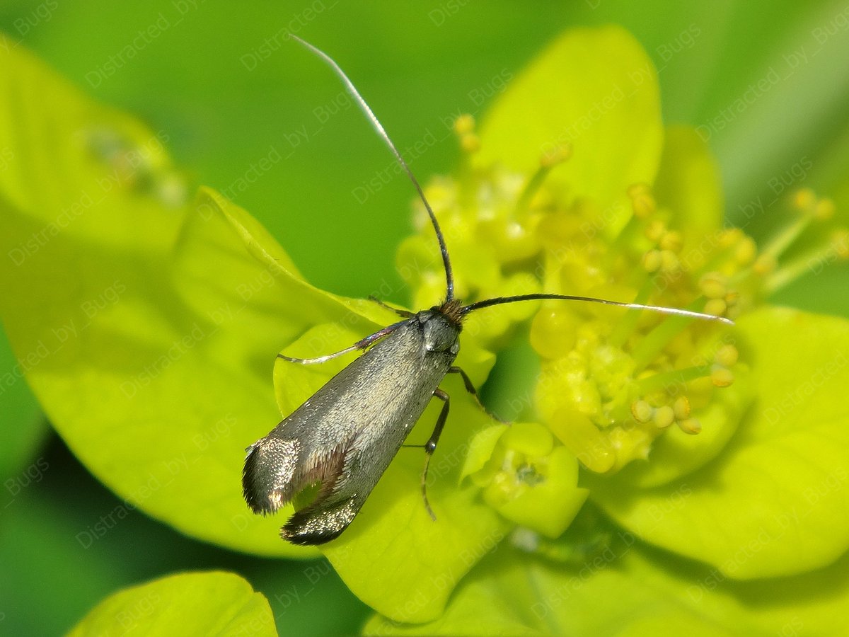 by_bugs's tweet photo. The green fairy longhorn moth is a little day-flying iridescent delight.
#insect #moth #fairymoth #greenlonghornmoth #greenfairylonghornmoth #adelareaumurella #femalemoth #micromoth #smallmoth #iridiscent #spring #nature #wildlifephotogaphy #naturephotography #photography #photo https://t.co/F5hdJzBOCS