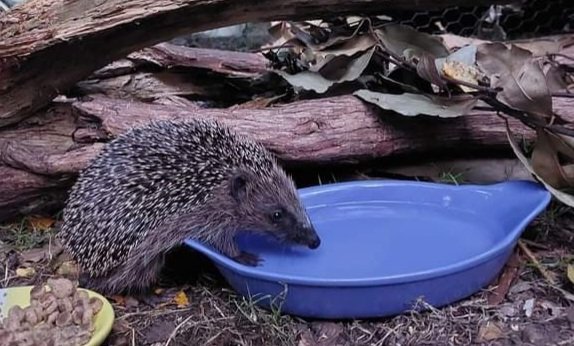 This dry spell looks set to continue for a few days. Please ensure there's fresh clean #water out for #hedgehogs, birds and other wildlife.
💦🦔🐝🦅🐀
#wildlife #GardeningTwitter #Weather #BirdsOfTwitter #sunshine