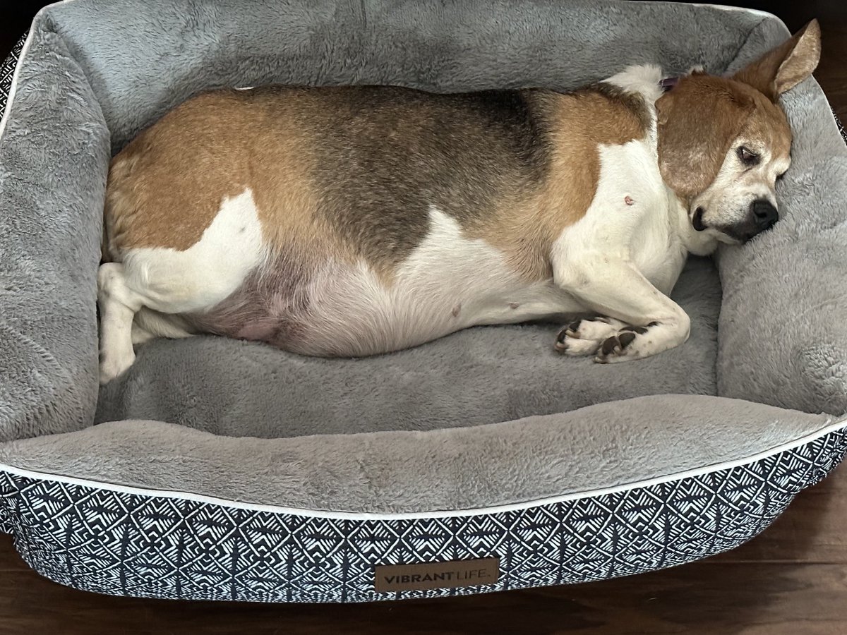 I think it's safe to say that Eva loves her new bed I got during #petmonth at ⁦<a href="/Walmart/">Walmart</a>⁩