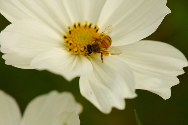 Junio con nuestras abejas - mailchi.mp/viaorganica/h6…