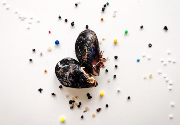 Our <a href="/LoreCozzolino/">Lorenzo Cozzolino</a> will present his latest results on the impact of #PlasticPollution on intraspecific #biodiversity at #ASLO23 on 5 June 2023 in Palma de Mallorca (Spain
No better way to celebrate #WorldEnvironmentDay!
 🌊🦪🌍🌎🌏#BeatPlasticPollution <a href="/CienciasDoMar/">CCMAR - Centro de Ciências do Mar</a> <a href="/LOG_labo/">Laboratoire d’Océanologie et de Géosciences</a>