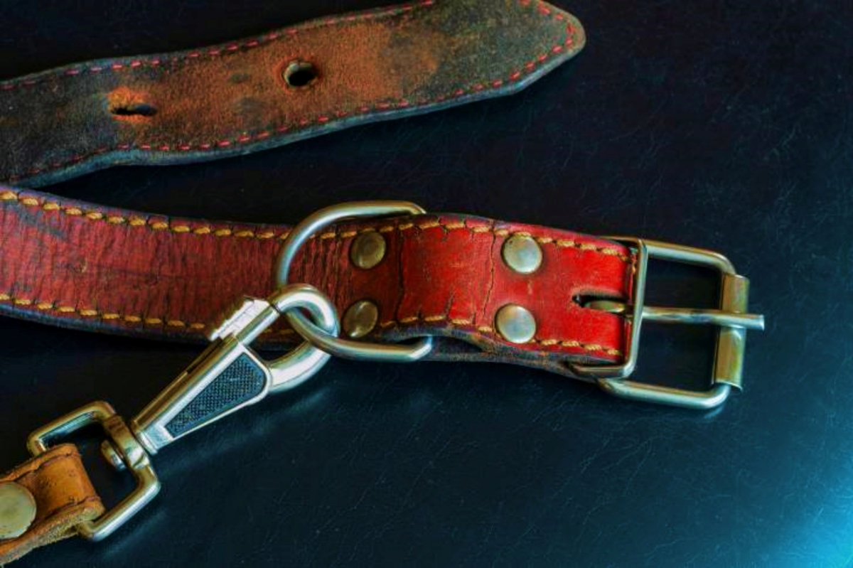 •Testamento de un perro•

Mis pertenencias materiales son pocas y lo dejo todo para ti.
Un collar mordisqueado, una cama desordenada y un recipiente de agua con el borde roto…
Te dejo la mitad de una pelota de goma, un cacho de muñeca que vas a encontrar debajo del sillón, un