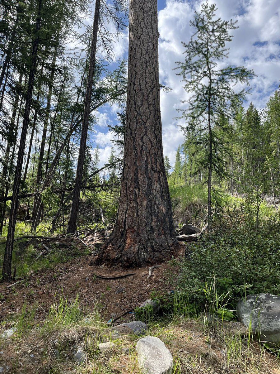 Shashi Shergill tweet media