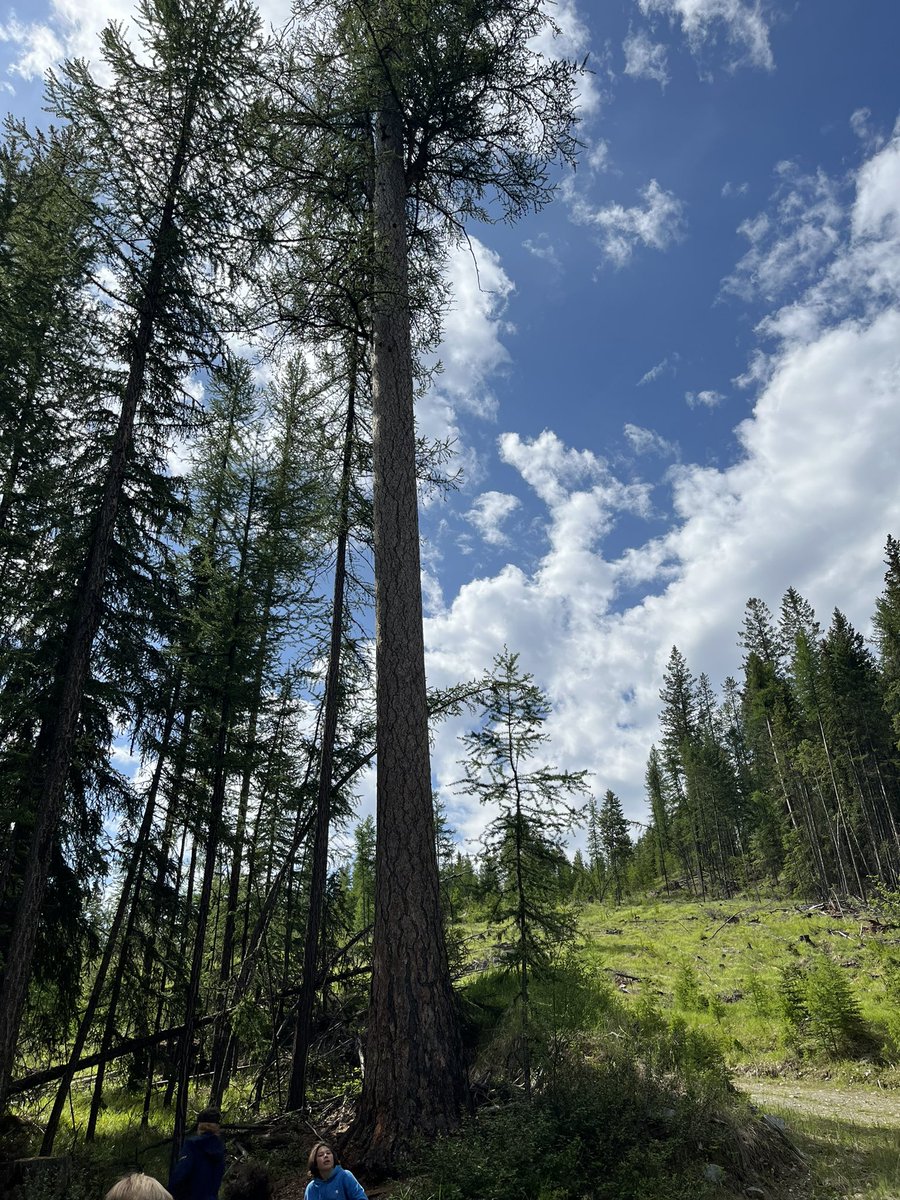 Shashi Shergill tweet media