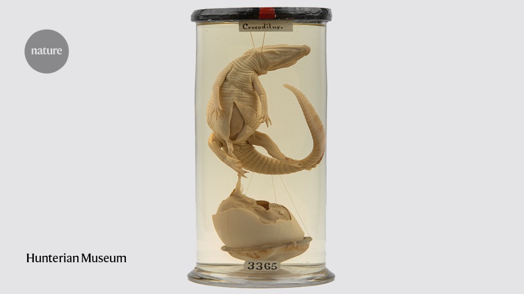 FASCINATING AND GHOULISH: Surgical wonders and dodgy #MedicalEthics ~ the Hunterian Museum reopens buff.ly/3IRg3fW via <a href="/Nature/">nature</a> #MedTwitter