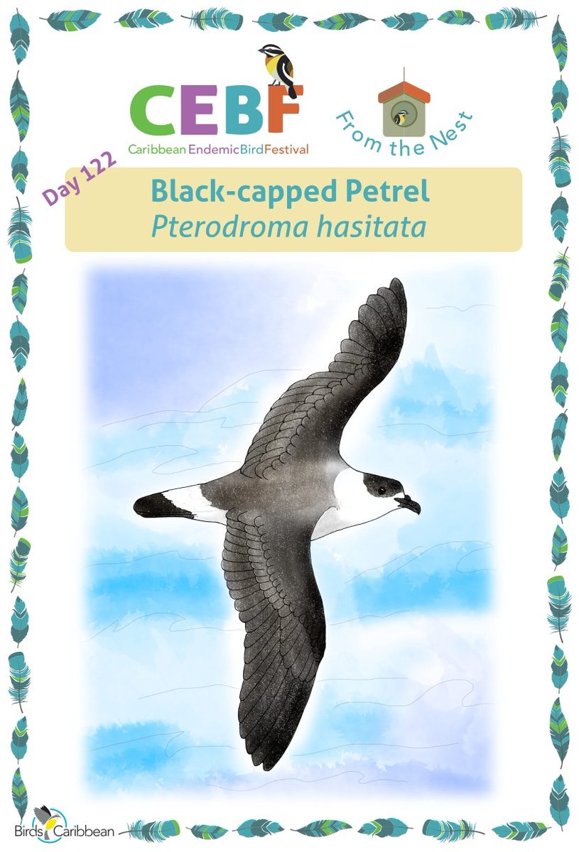 Birds Caribbean tweet media