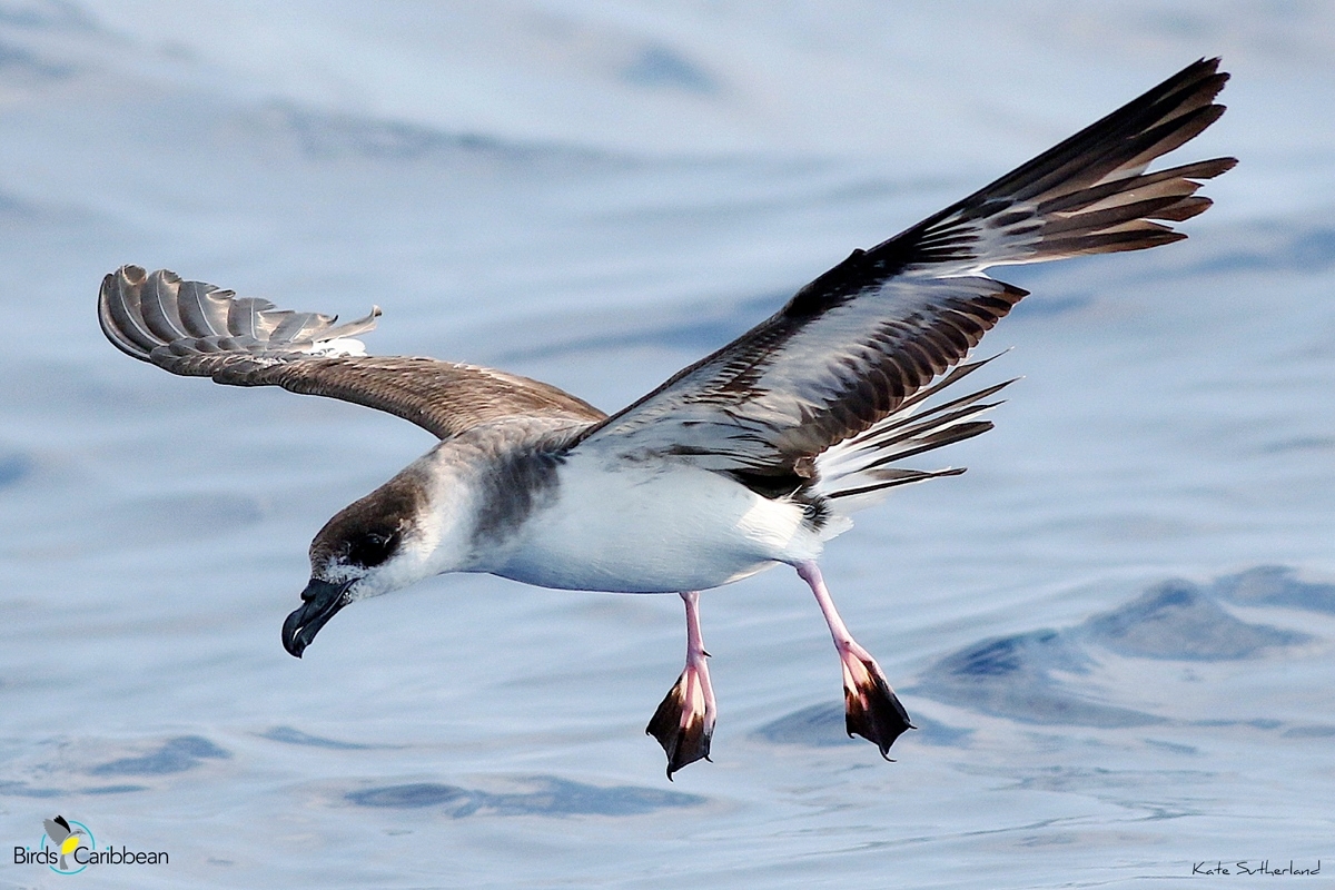 Endemic Bird of the Day, Day 122! 🦜🦩🦉 The Diablotin or Black-capped Petrel! For feathery facts, puzzles 🧩, coloring page & more visit: bit.ly/BlackCappedPet… #CEBF2023 #FromTheNest #CaribSeabirds @YvanSatge @EPICislands @SeabirdEcology @RhiAustin