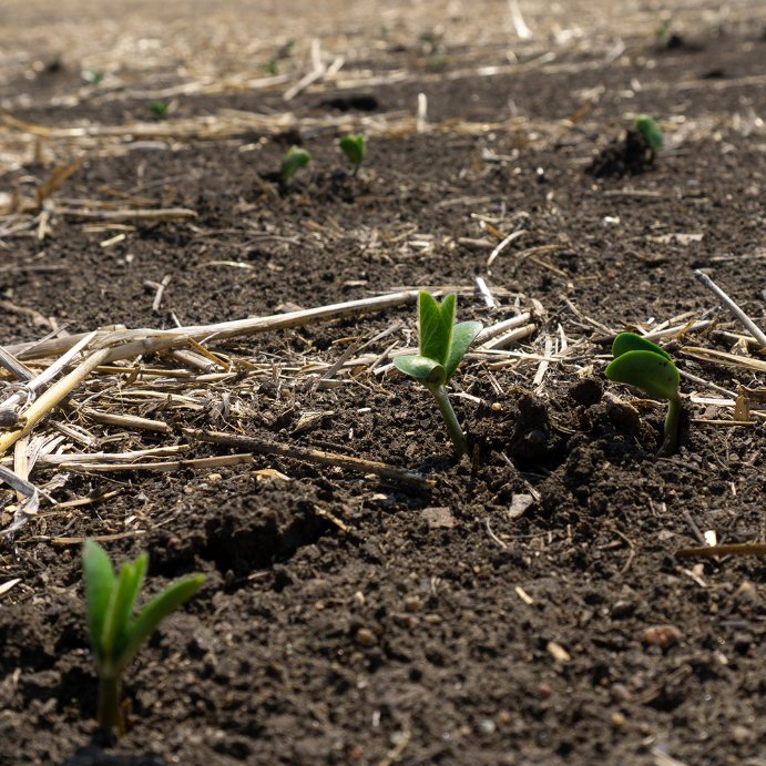 #Soybean #Cotyledon emerging at one of our XiteBio® OptiPlus® trial sites. #Biologicals