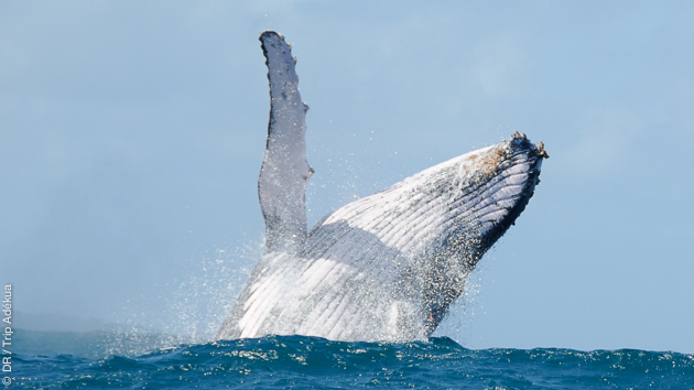 Dive Trip Adékua facebook.com/photo.php?fbid… En août, c'est la saison des baleines à Madagascar 🐋 ➡️ plongee.voyages-adekua.fr/plongee/madaga…

#plongee #plongeesousmarine #afrique #tripadekua #vacances #madagascar #nosybe #divetrip #padi #baleine #requins