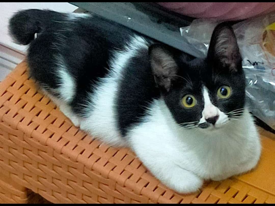 Farewell, Kitty, my little explorer. You were taken from us too soon, but your playful spirit will never be forgotten.