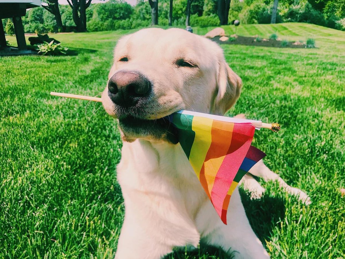 keljayy's tweet photo. loves america. still supports the gays. be more like poe this pride month. https://t.co/PZHFk9ziP6