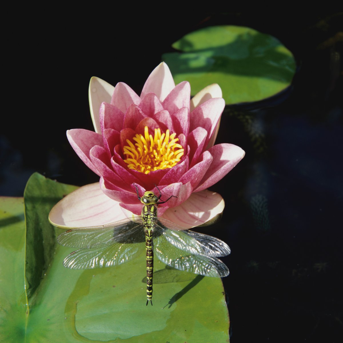 LWE_Hub's tweet photo. Learn the art of macro photography from renowned photographer Heather Angel!
With Heather's guidance, you'll develop an eye for beauty and design in even the smallest of subjects.
https://t.co/kfqYXzRCOz
@angelantics #learningwithexperts #photography #macro #macrophotography https://t.co/eput6wkRed