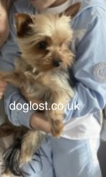 🆘27 MAY 2023 #Lost KOBE #ScanMe #STOLEN?
#STILLMISSING Yorkshire Terrier Male 
Tenlands Drive #Prescot #Liverpool #L34 
The Estate is opposite to Home Bargains.
SIGHTINGS PLZ☎️07488 369220
facebook.com/findingkobe2023 

doglost.co.uk/dog-blog.php?d…