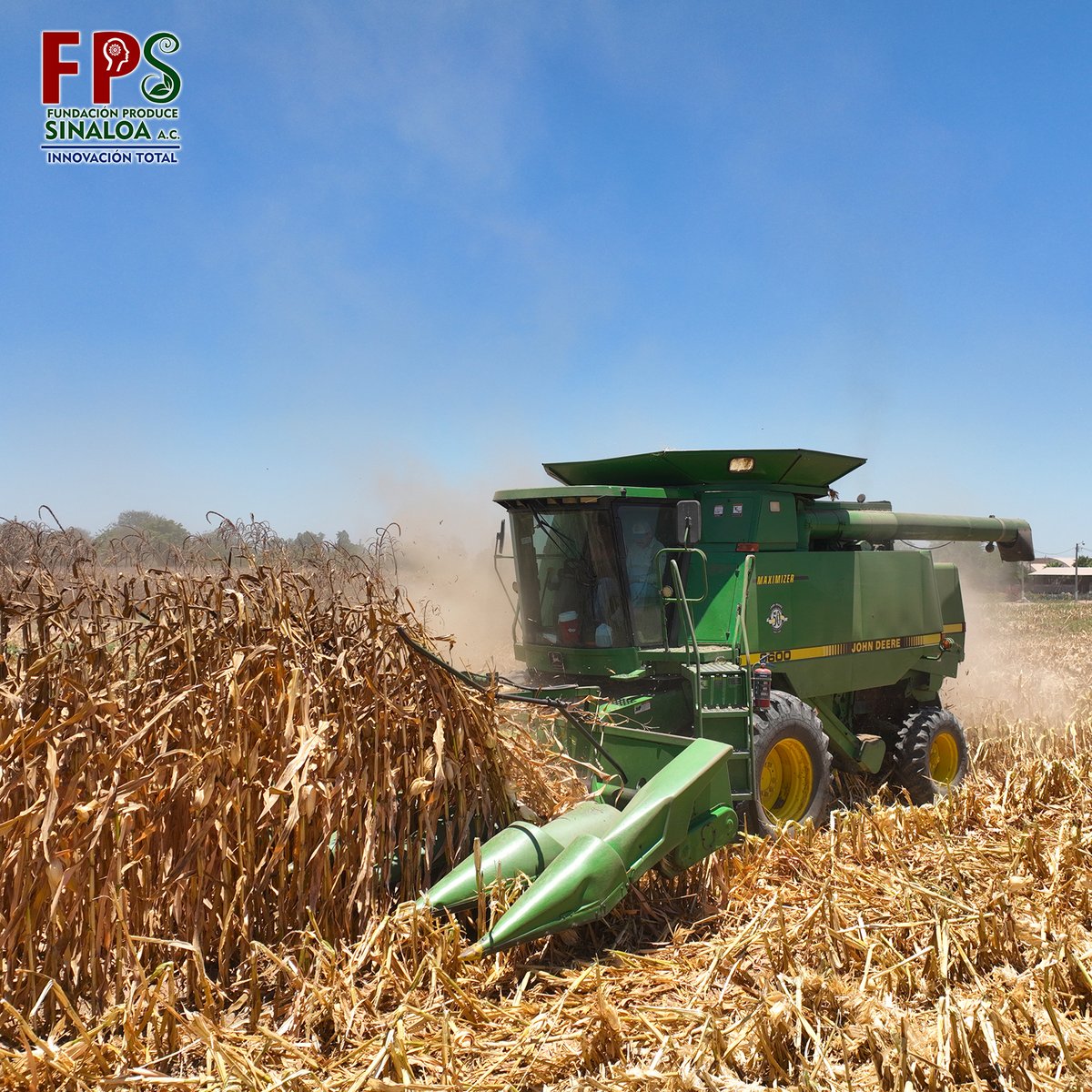 ProduceSinaloa's tweet photo. Inicia la trilla en el Parque de Granos de FPS con más de 14 tecnologías en validación, muy pronto espera los resultados🌽 #FPSinaloa #ProduceSinaloa #Maíz #Trillademaíz https://t.co/lODmwVgyvR