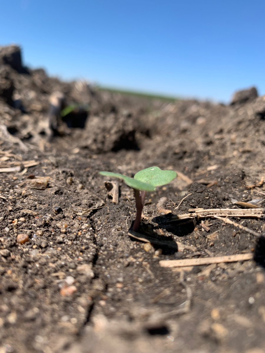 Is your #canola starting to emerge? If so be on the look out for flea beetle and cutworm presence. Your local <a href="/NutrienAgCDA/">Nutrien Ag Solutions Canada</a> retail or Proven Seed rep can help out with ways to deter these pests. #plant23