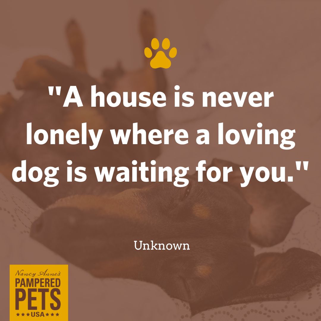 A house is never lonely where a loving dog is waiting for you.

#dogs #dogquotes #pamperedpetsusa